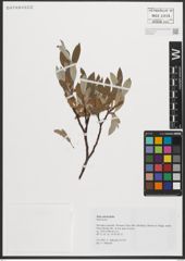 Foto von Salix phylicifolia L.